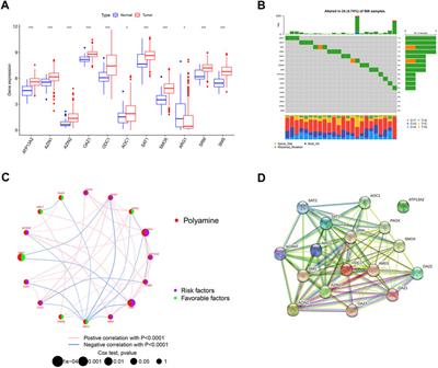 Frontiers Identification Of A Polyamine Related Signature And Six